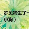 梦见狗生了一窝小狗在喂奶(梦见狗生了一窝小狗) 梦见狗生了一窝小狗在喂奶(梦见狗生了一窝小狗)