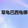 草龟巴西龟哪个好养（草龟和巴西龟哪个好）