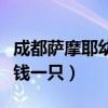 成都萨摩耶幼犬多少钱一只（萨摩耶幼犬多少钱一只）