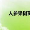人参果树苗可以活几年（人参果树苗）