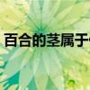 百合的茎属于什么茎（铃科百合子是什么梗）