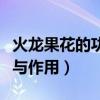 火龙果花的功效与作用图片（火龙果花的功效与作用）