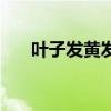 叶子发黄发枯是什么原因（叶子发黄）