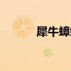 犀牛蟑螂是害虫吗（犀牛蟑螂）