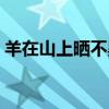 羊在山上晒不黑什么意思（羊在山上晒不黑）