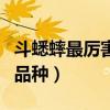 斗蟋蟀最厉害的品种多少钱（斗蟋蟀最厉害的品种）