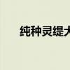 纯种灵缇犬（细犬和灵缇有什么区别）