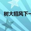树大招风下一句怎么说（树大招风下一句）