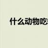 什么动物吃蟑螂为生（什么动物吃蟑螂）