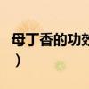 母丁香的功效与作用点(母丁香的功效与作用) 母丁香的功效与作用点(母丁香的功效与作用)