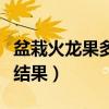 盆栽火龙果多久施一次肥（火龙果盆栽几年能结果）