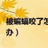 被蝙蝠咬了怎么办吃蝙蝠屎（被蝙蝠咬了怎么办）