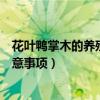 花叶鸭掌木的养殖方法和注意事项（鸭掌木的养殖方法和注意事项）