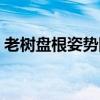 老树盘根姿势图解视频（老树盘根姿势图解）