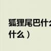 狐狸尾巴什么歇后语?（狐狸尾巴的歇后语是什么）