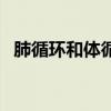 肺循环和体循环图片（肺循环和体循环图）