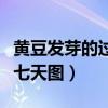 黄豆发芽的过程七天图水培（黄豆发芽的过程七天图）