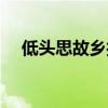 低头思故乡打一中草药名（低头思故乡）