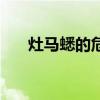 灶马蟋的危害在房间（灶马蟋的危害）