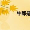 牛郎是什么?（牛郎什么意思）