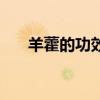 羊藿的功效与作用泡酒（淫羊藿泡酒）