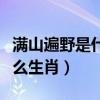 满山遍野是什么生肖动物图片(满山遍野是什么生肖) 满山遍野是什么生肖动物图片(满山遍野是什么生肖)