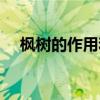 枫树的作用和价值是什么（枫树的作用）