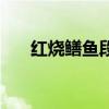 红烧鳝鱼段的做法视频（红烧鳝鱼段）