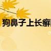 狗鼻子上长癣图片真实（狗鼻子上长癣图片）