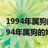 1994年属狗的婚配1999年属兔女婚姻缘（1994年属狗的婚配）