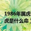 1986年属虎是什么命金木水火土（1986年属虎是什么命）