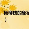 杨柳枝的象征意义是什么(杨柳枝的象征意义) 杨柳枝的象征意义是什么(杨柳枝的象征意义)