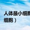 人体最小细胞是头发丝的多少倍呢（人体最小细胞）