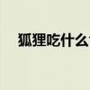 狐狸吃什么食物最好（狐狸吃什么食物）