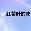 红薯叶的吃法大全视频（红薯叶的吃法）