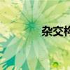 杂交构树苗价格（杂交构树）