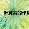 叶黄素的作用及功能及副作用（叶黄素的作用）