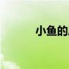 小鱼的成长过程（小鱼的成长）