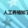 人工养殖知了猴的方法（人工养殖知了猴）