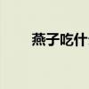 燕子吃什么虫子图片（燕子吃什么）