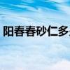 阳春春砂仁多少钱一斤（春砂仁多少钱一斤）