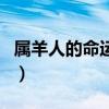 属羊人的命运与婚姻（属羊人一生的命运婚姻）