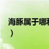 海豚属于哪种动物?（海豚的真实属性是什么）