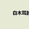 白木耳的作用（白木耳是银耳吗）