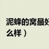 泥蜂的窝最好用什么办法消除（泥蜂的窝长什么样）