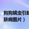 狗狗螨虫引起的皮肤病怎么治疗（狗狗螨虫皮肤病图片）