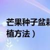 芒果种子盆栽种植方法温度（芒果种子盆栽种植方法）