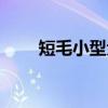 短毛小型犬品种大全（短毛小型犬）