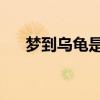 梦到乌龟是什么征兆 女性（梦到乌龟）
