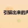 引猫出来的声音叫什么（引猫出来的声音）